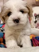 Macchiato , a female Coton de Tulear and Poodle - Miniature  for sale in Dickerson, MD – Photo 6 of 7