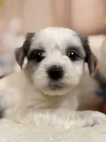 Latte, a male Coton de Tulear and Poodle - Miniature  for sale in Dickerson, MD – Photo 2 of 8