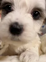 Latte, a male Coton de Tulear and Poodle - Miniature  for sale in Dickerson, MD – Photo 5 of 8