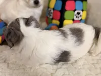 Latte, a male Coton de Tulear and Poodle - Miniature  for sale in Dickerson, MD – Photo 8 of 8