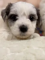 Latte, a male Coton de Tulear and Poodle - Miniature  for sale in Dickerson, MD – Photo 3 of 8