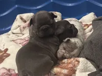 Onyx , a male French Bulldog for sale in Rio Vista, CA – 4 of 4
