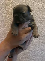 Angel , a male French Bulldog for sale in Rio Vista, CA – 3 of 5