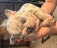Onyx , a male French Bulldog for sale in Rio Vista, CA – 2 of 4