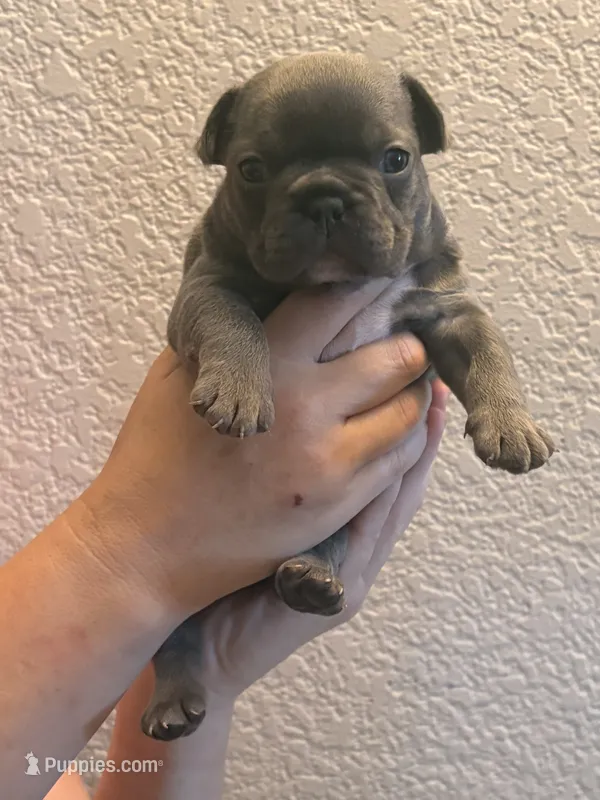 Angel  – French Bulldog puppy for sale in Rio Vista, CA