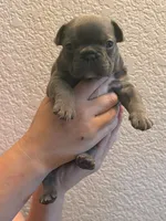Angel , a male French Bulldog for sale in Rio Vista, CA – 1 of 5