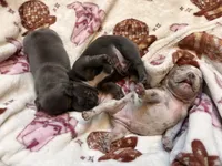 Mia, a female French Bulldog for sale in Rio Vista, CA – 3 of 5