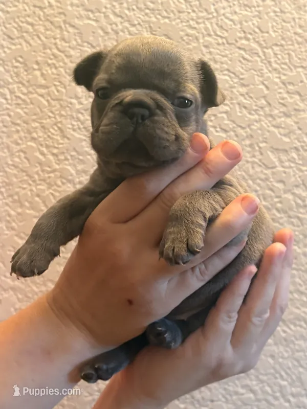 Mia – French Bulldog puppy for sale in Rio Vista, CA