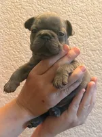 Mia, a female French Bulldog for sale in Rio Vista, CA – 1 of 5