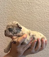 Onyx , a male French Bulldog for sale in Rio Vista, CA – 3 of 4