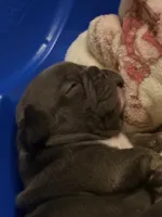 Angel , a male French Bulldog for sale in Rio Vista, CA – 4 of 5