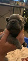 Mia, a female French Bulldog for sale in Rio Vista, CA – 5 of 5