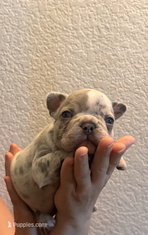 Onyx  – French Bulldog puppy for sale in Rio Vista, CA