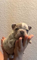 Onyx , a male French Bulldog for sale in Rio Vista, CA – 1 of 4