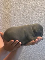 Angel , a male French Bulldog for sale in Rio Vista, CA – 2 of 5