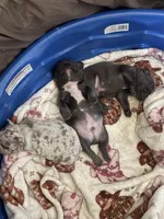 Angel , a male French Bulldog for sale in Rio Vista, CA – 5 of 5