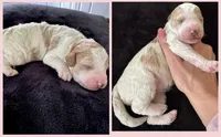 Pink collar, a female Goldendoodle and Miniature Goldendoodle for sale in Wilmington, NC – 2 of 5