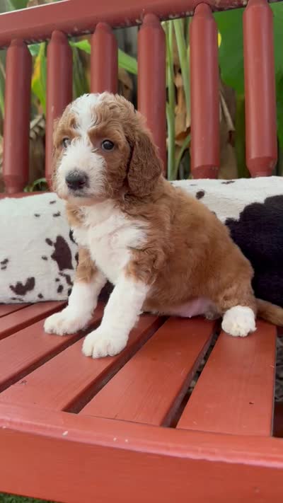Sunset, a female Goldendoodle and Miniature Goldendoodle for sale in Wilmington, NC – 3 of 3