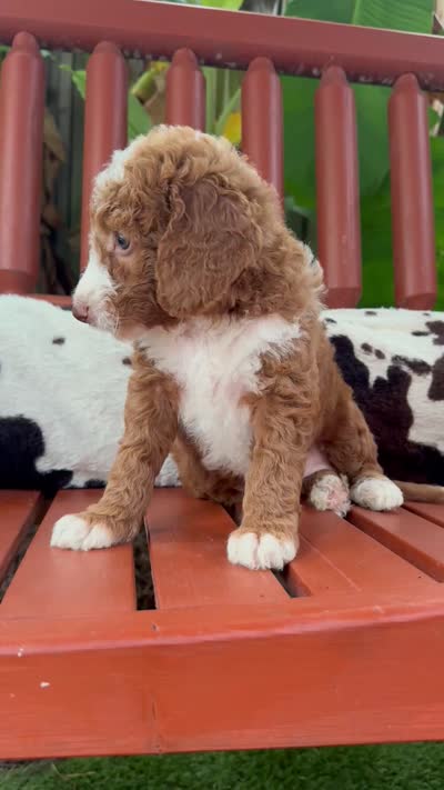 Summer Breeze , a female Goldendoodle and Miniature Goldendoodle for sale in Wilmington, NC – 3 of 3