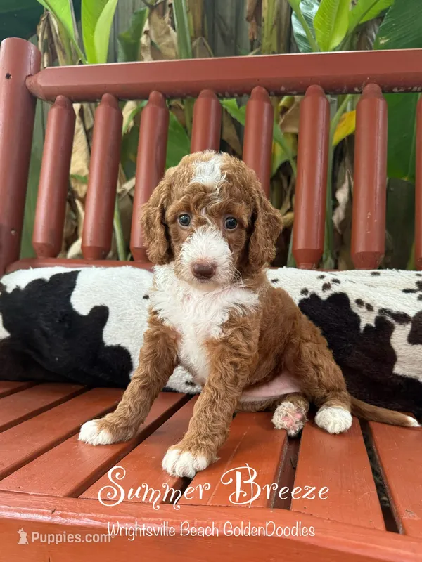 Summer Breeze  – Goldendoodle, Miniature Goldendoodle puppy for sale in Wilmington, NC