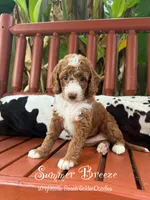 Summer Breeze , a female Goldendoodle and Miniature Goldendoodle for sale in Wilmington, NC – 1 of 3