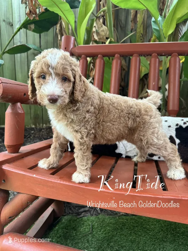 King Tide – Goldendoodle, Miniature Goldendoodle puppy for sale in Wilmington, NC