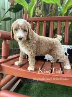 King Tide, a male Goldendoodle and Miniature Goldendoodle for sale in Wilmington, NC – 1 of 3