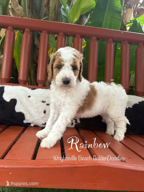 Rainbow – Goldendoodle, Miniature Goldendoodle puppy for sale in Wilmington, NC