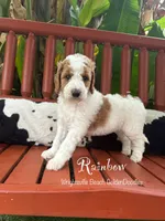 Rainbow, a female Goldendoodle and Miniature Goldendoodle for sale in Wilmington, NC – 1 of 3