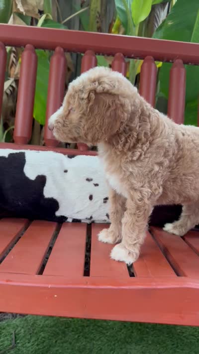 King Tide, a male Goldendoodle and Miniature Goldendoodle for sale in Wilmington, NC – 3 of 3