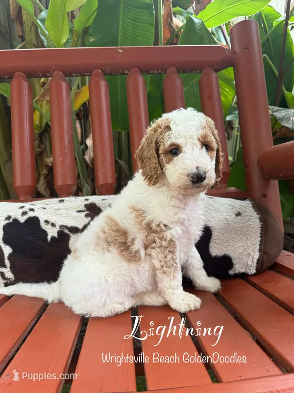 Lightning  – Goldendoodle, Miniature Goldendoodle puppy for sale in Wilmington, NC