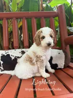 Lightning , a male Goldendoodle and Miniature Goldendoodle for sale in Wilmington, NC – 1 of 3