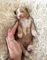 Orange, a female Goldendoodle and Miniature Goldendoodle for sale in Wilmington, NC – 3 of 4