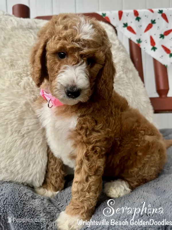 Red collar – Goldendoodle puppy for sale in Wilmington, NC