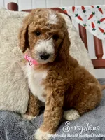 Red collar, a female Goldendoodle for sale in Wilmington, NC – 1 of 4