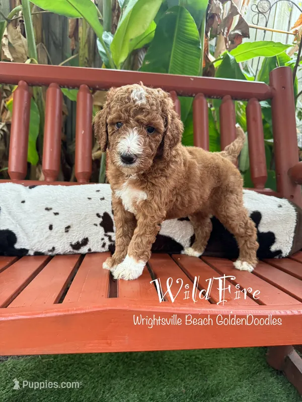 Wildfire – Goldendoodle, Miniature Goldendoodle puppy for sale in Wilmington, NC