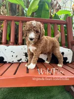 Wildfire, a male Goldendoodle and Miniature Goldendoodle for sale in Wilmington, NC – 1 of 3