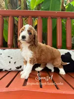 Sunset, a female Goldendoodle and Miniature Goldendoodle for sale in Wilmington, NC – 2 of 3