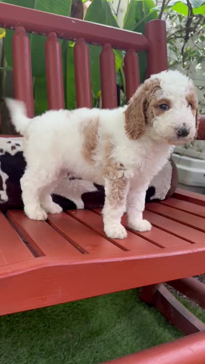 Lightning , a male Goldendoodle and Miniature Goldendoodle for sale in Wilmington, NC – 3 of 3
