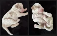 Light green , a male Goldendoodle and Miniature Goldendoodle for sale in Wilmington, NC – 2 of 4
