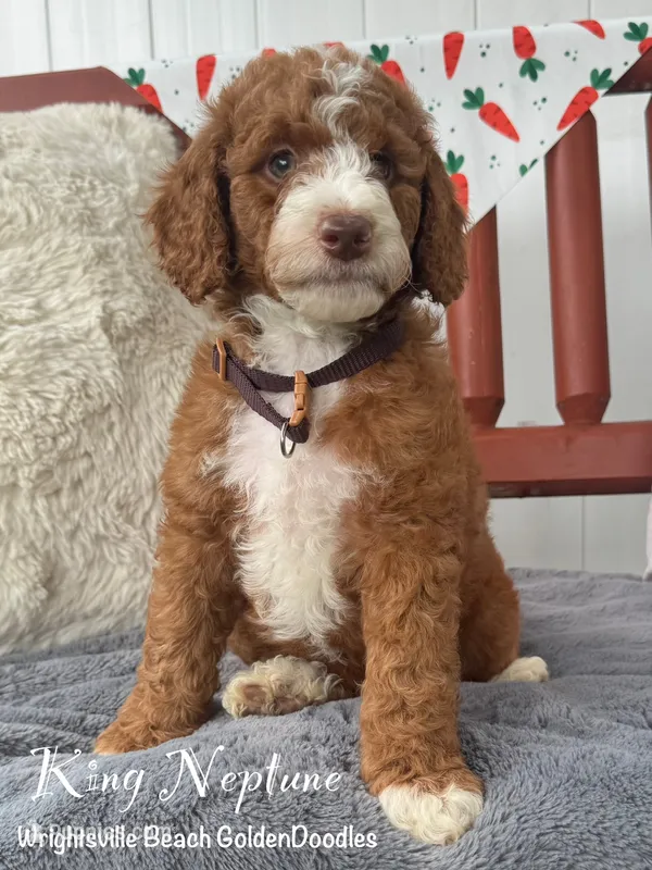 Blue  – Goldendoodle, Miniature Goldendoodle puppy for sale in Wilmington, NC