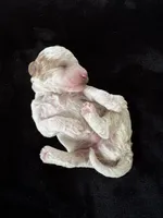 Light green , a male Goldendoodle and Miniature Goldendoodle for sale in Wilmington, NC – 3 of 4