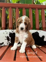 Sunset, a female Goldendoodle and Miniature Goldendoodle for sale in Wilmington, NC – 1 of 3