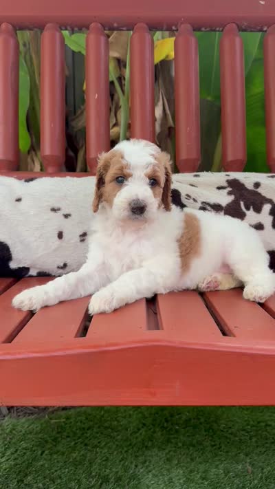 Rainbow, a female Goldendoodle and Miniature Goldendoodle for sale in Wilmington, NC – 3 of 3