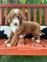 Summer Breeze , a female Goldendoodle and Miniature Goldendoodle for sale in Wilmington, NC – 2 of 3