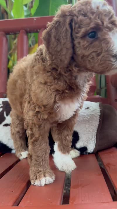 Wildfire, a male Goldendoodle and Miniature Goldendoodle for sale in Wilmington, NC – 3 of 3