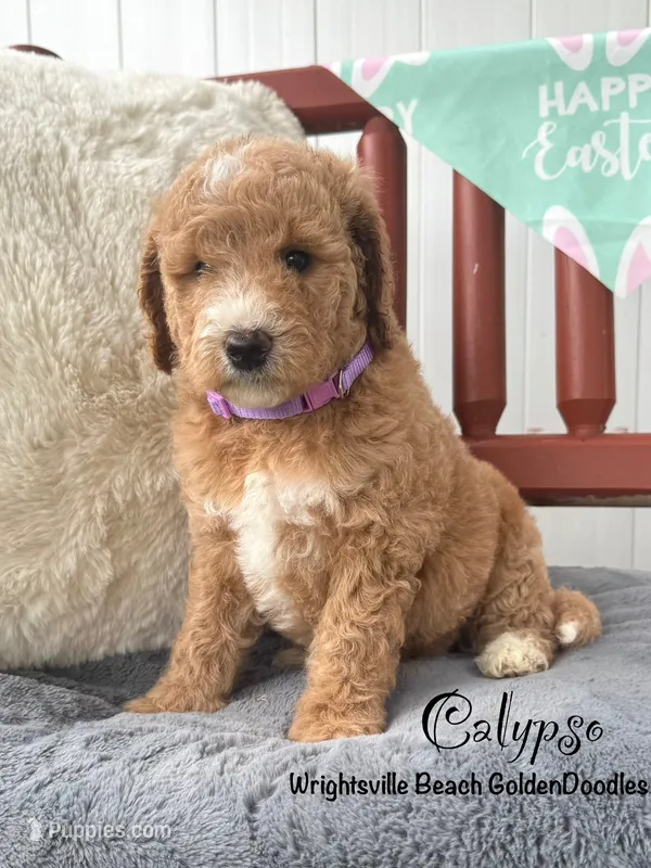 Calypso – Goldendoodle, Miniature Goldendoodle puppy for sale in Wilmington, NC