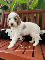 Thunder , a male Goldendoodle and Miniature Goldendoodle for sale in Wilmington, NC – 1 of 3
