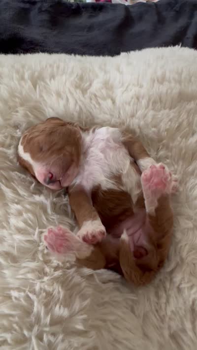 Red collar, a female Goldendoodle for sale in Wilmington, NC – 4 of 4