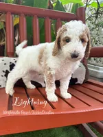 Lightning , a male Goldendoodle and Miniature Goldendoodle for sale in Wilmington, NC – 2 of 3